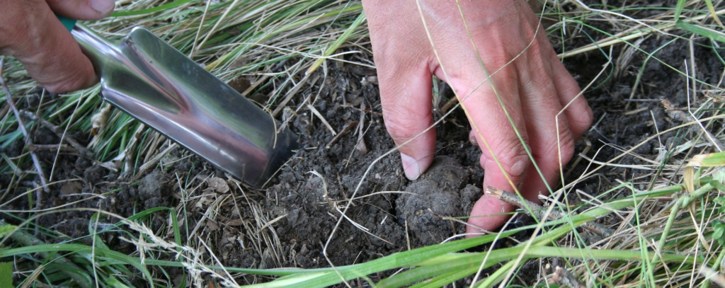 Trüffel ernten und hobeln